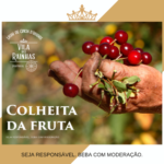 ginja vila das rainhas